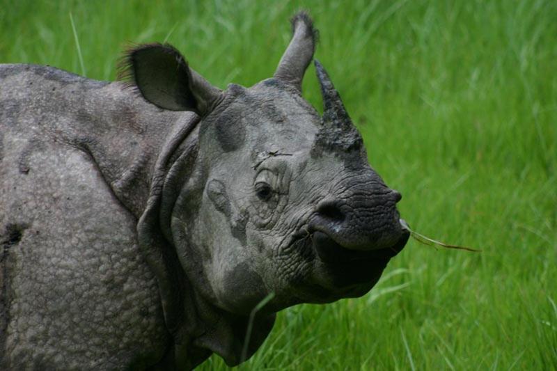 Hotel Royal Safari Chitwan Eksteriør billede