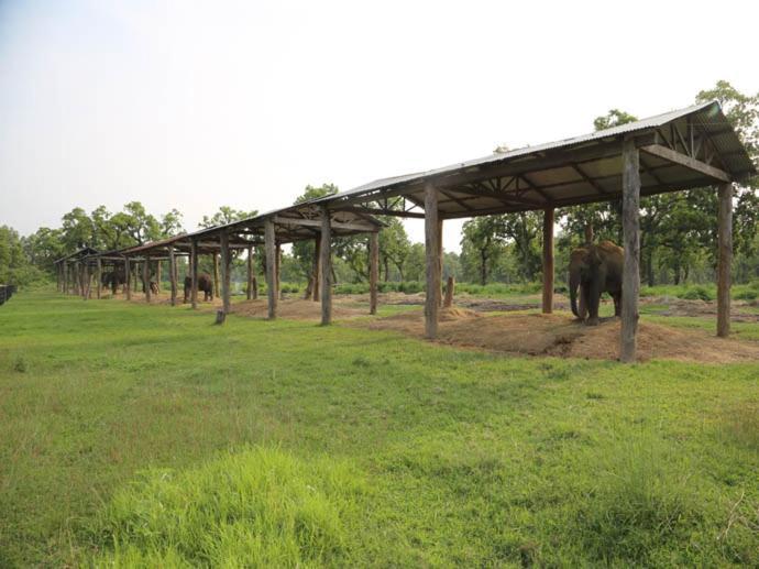 Hotel Royal Safari Chitwan Eksteriør billede